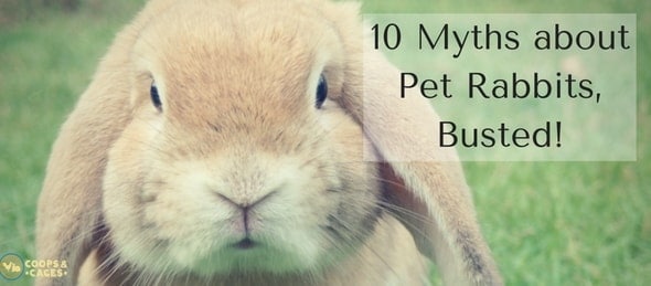 10 Myths about Pet Rabbits, Busted!