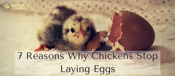 7 Reasons Why Chickens Stop Laying Eggs
