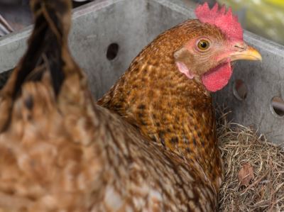 7_Reasons_Why_Chickens_Stop_Laying_Eggs_-_2