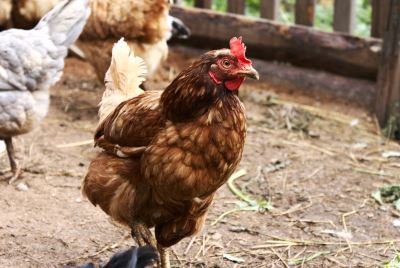 7_Reasons_Why_Chickens_Stop_Laying_Eggs_-_5