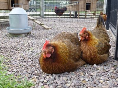 7_Reasons_Why_Chickens_Stop_Laying_Eggs_-_6