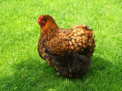 7_Reasons_Why_Chickens_Stop_Laying_Eggs_-_7