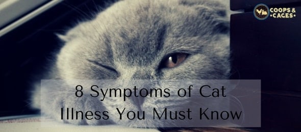 8 Symptoms of Cat Illness You Must Know