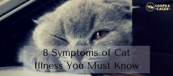8 Symptoms of Cat Illness You Must Know | Coops & Cages
