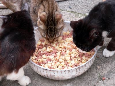 Foods_That_Are_Considered_Toxic_to_Cats_-_6