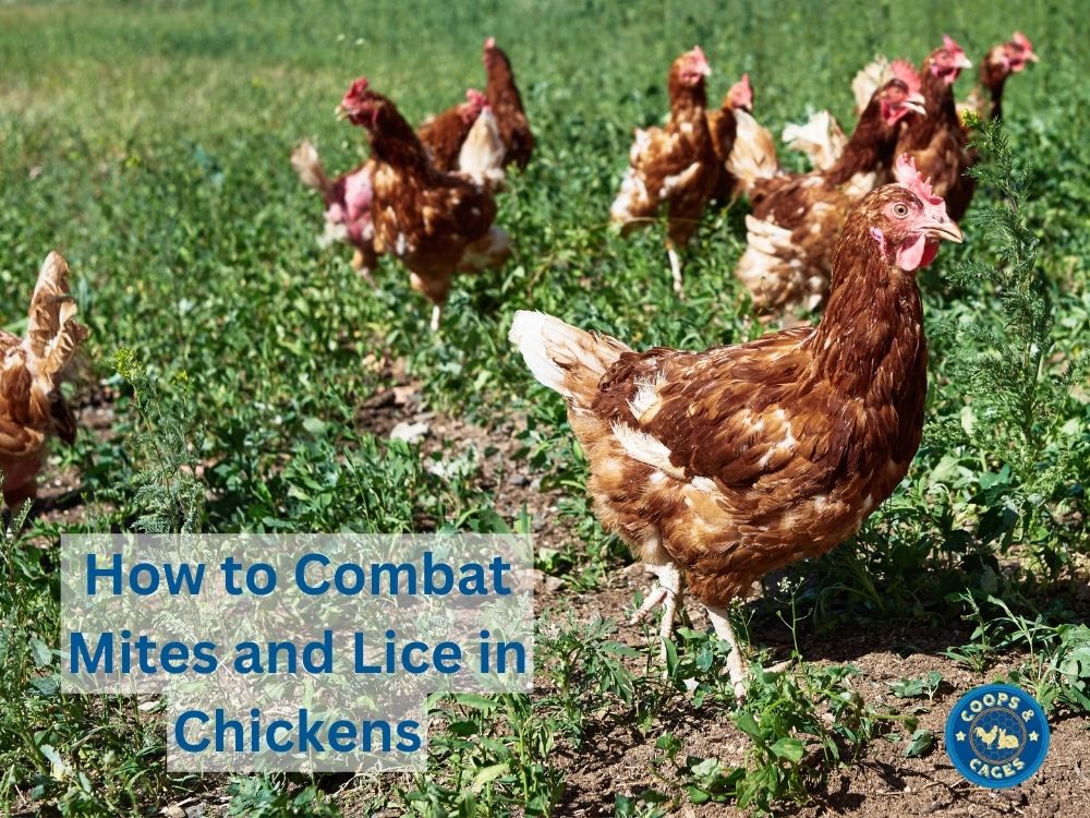 How to Combat Mites and Lice in Chickens