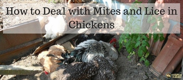 How to Deal with Mites and Lice in Chickens-min