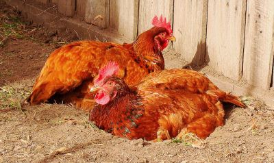 How_to_Deal_with_Mites_and_Lice_in_Chickens_-_4