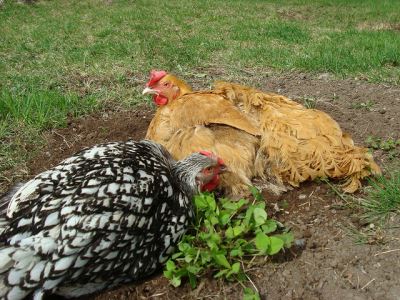 How_to_Deal_with_Mites_and_Lice_in_Chickens_-_5