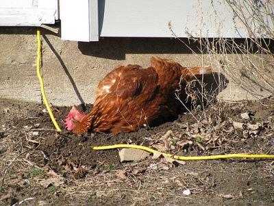 How_to_Deal_with_Mites_and_Lice_in_Chickens_