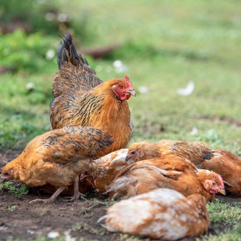 Mites and Lice in Chickens