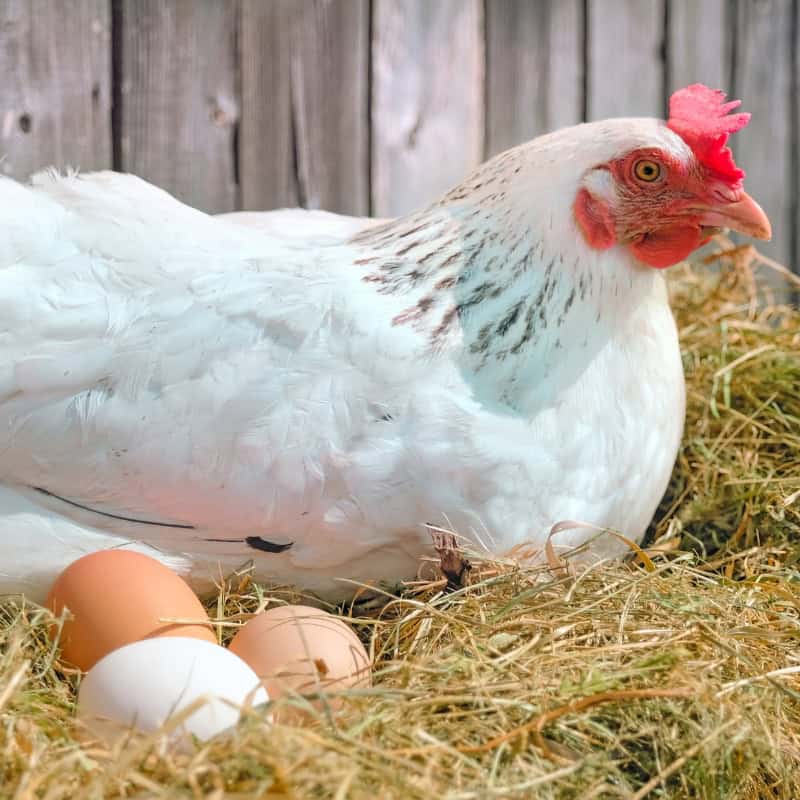 Reasons Why Chickens Stop Laying Eggs