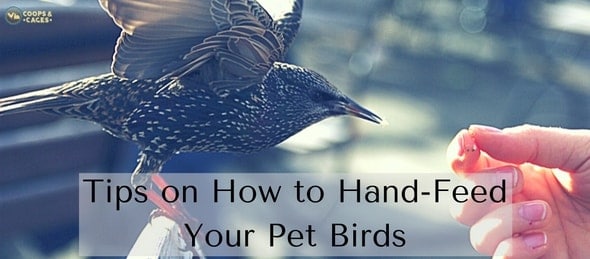 Tips on How to Hand-Feed Your Pet Birds