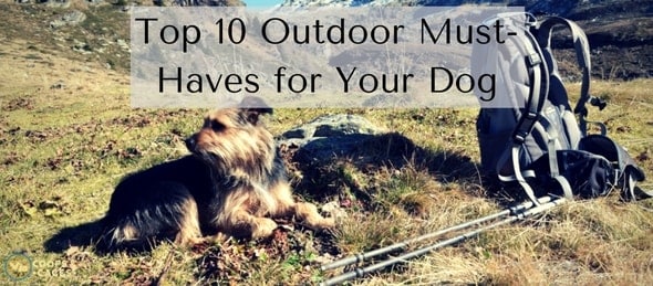 Top 10 Outdoor Must-Haves for Your Dog-min