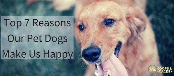 Top 7 Reasons Our Pet Dogs Make Us Happy