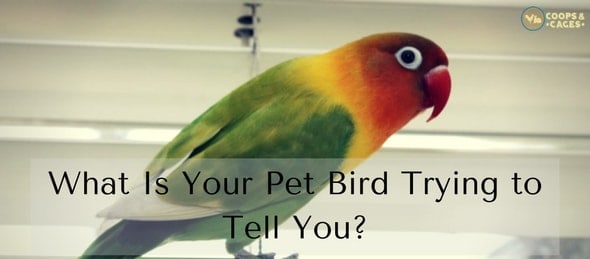 What Is Your Pet Bird Trying to Tell You--min