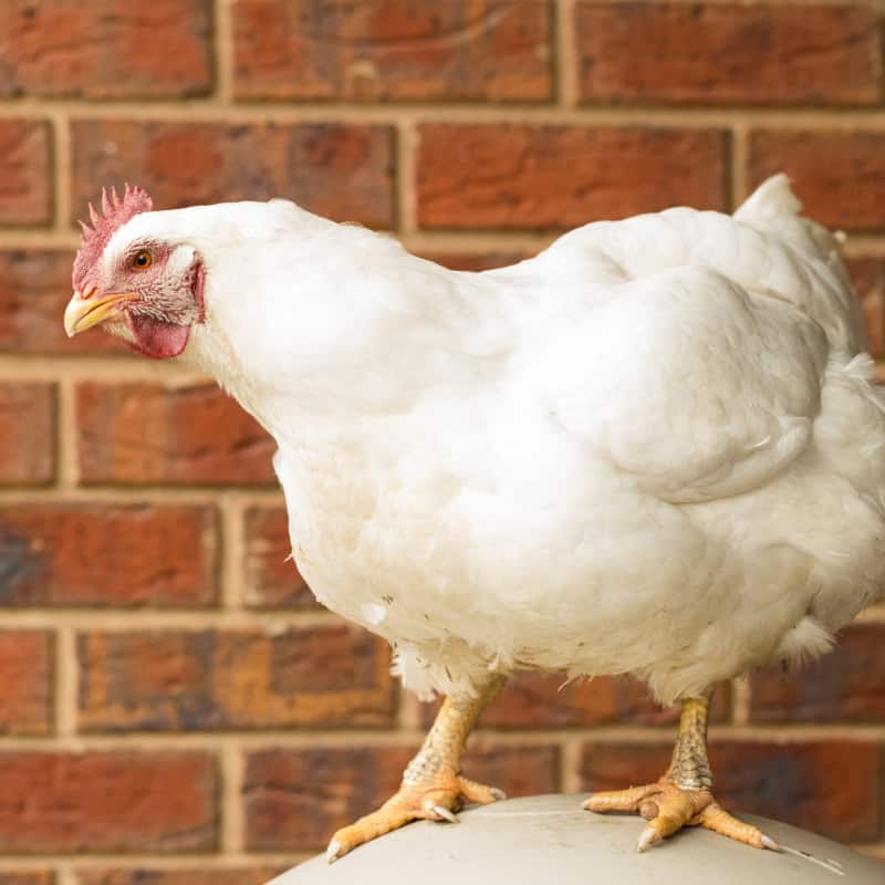 Why Chickens Stop Laying Eggs