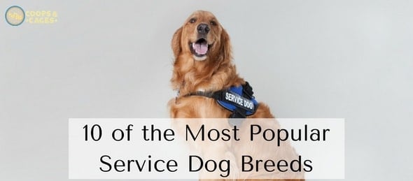 10 of the Most Popular Service Dog Breeds