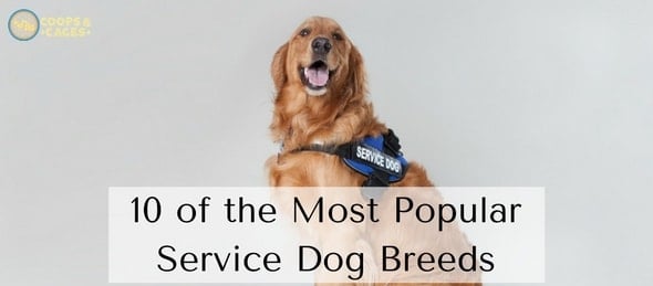 most popular service dogs