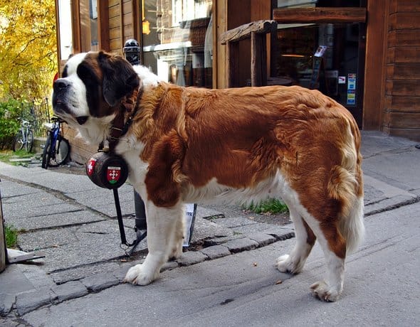 top breeds for service dogs