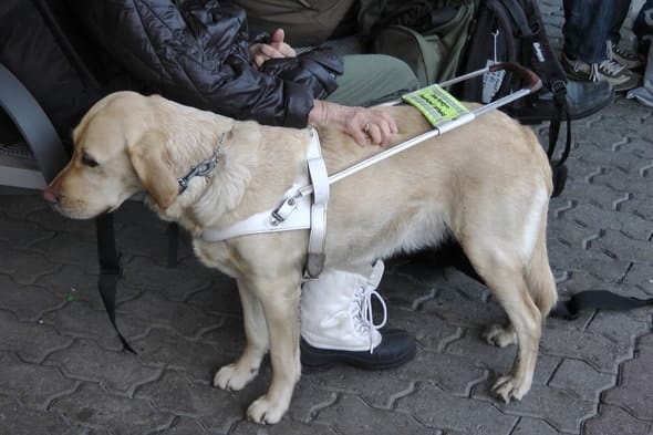 most popular service dogs