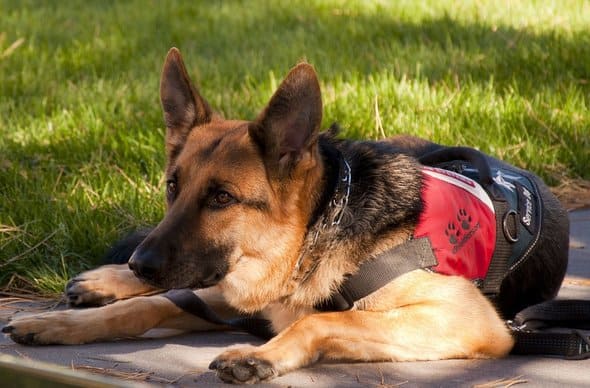 most popular service dogs