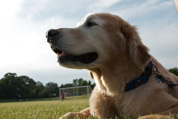 most popular service dogs