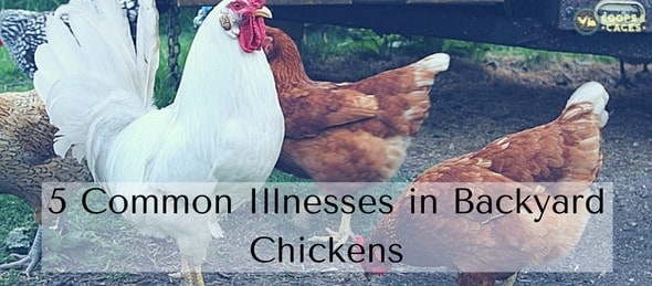 5 Common Illnesses in Backyard Chickens