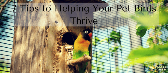 7-tips-to-helping-your-pet-birds-thrive-min