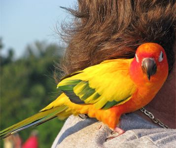 7_tips_to_helping_your_pet_birds_thrive_-_2
