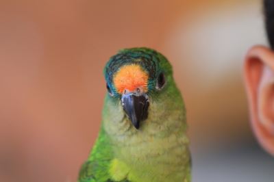 7_tips_to_helping_your_pet_birds_thrive_-_4