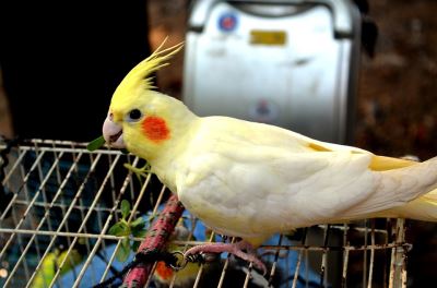 7_tips_to_helping_your_pet_birds_thrive_-_6