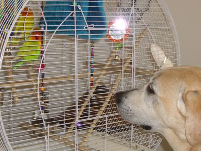7_tips_to_helping_your_pet_birds_thrive_-_7