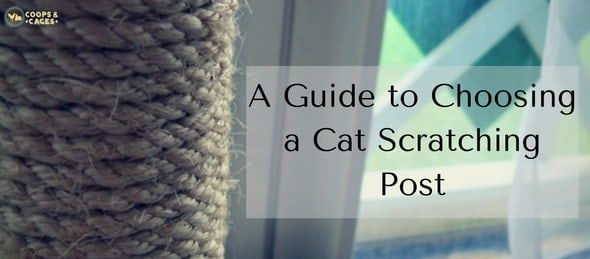 A Guide to Choosing a Cat Scratching Post