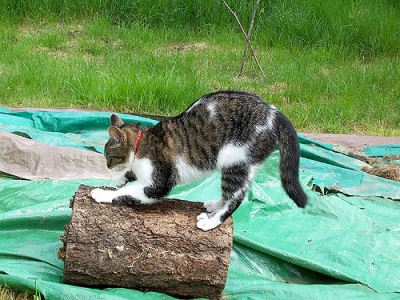 A_Guide_to_Choosing_a_Cat_Scratching_Post_-_6