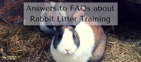 Answers to FAQs about Rabbit Litter Training-min