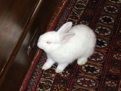Answers_to_FAQs_about_Rabbit_Litter_Training_-_2