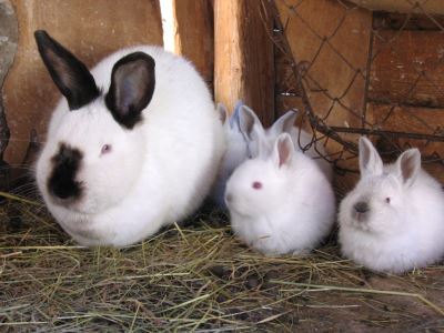 Answers To Faqs About Rabbit Litter Training Coops Cages