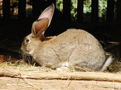Answers_to_FAQs_about_Rabbit_Litter_Training_-_5