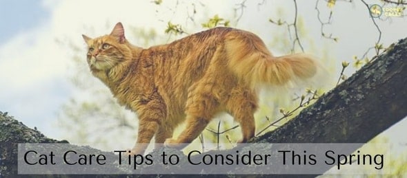 Cat Care Tips to Consider This Spring-min