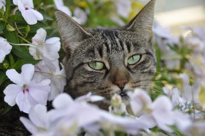Cat_Care_Tips_to_Consider_This_Spring_-_3