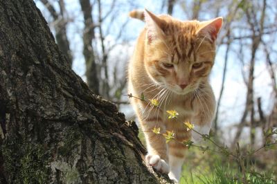 Cat_Care_Tips_to_Consider_This_Spring_-_4