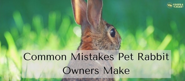 Common Mistakes Pet Rabbit Owners Make