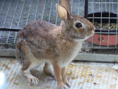 Common_Mistakes_Pet_Rabbit_Owners_Make_-_3