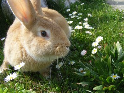 Common_Mistakes_Pet_Rabbit_Owners_Make_-_4
