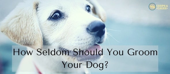 How Seldom Should You Groom Your Dog