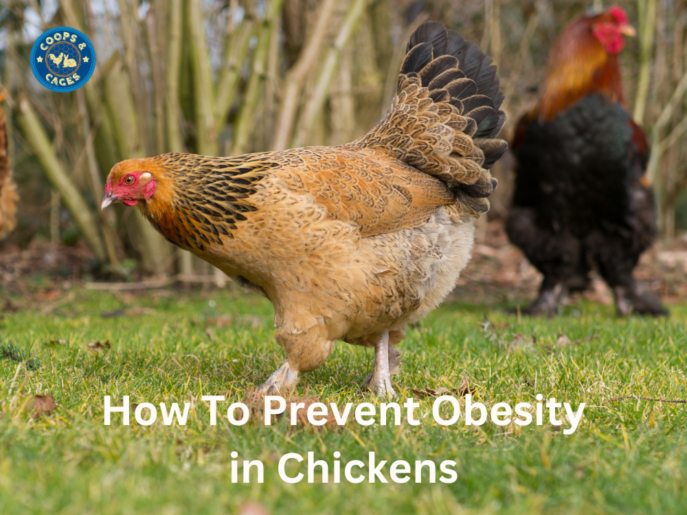 How To Prevent Obesity in Chickens