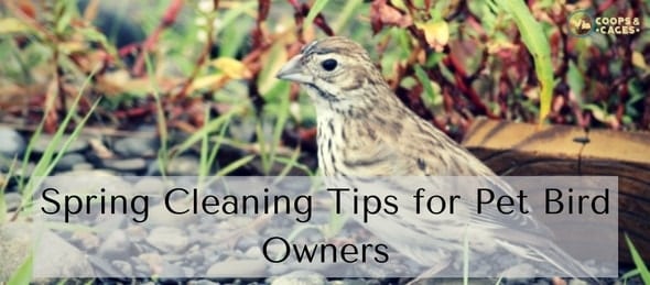 Spring Cleaning Tips for Pet Bird Owners