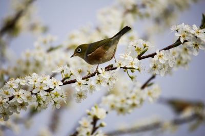 Spring_Cleaning_Tips_for_Pet_Bird_Owners_-_4