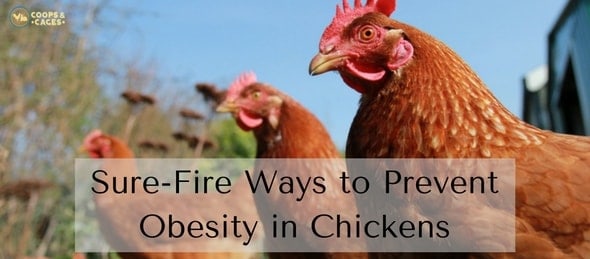 sure-fire-ways-to-prevent-obesity-in-chickens-min